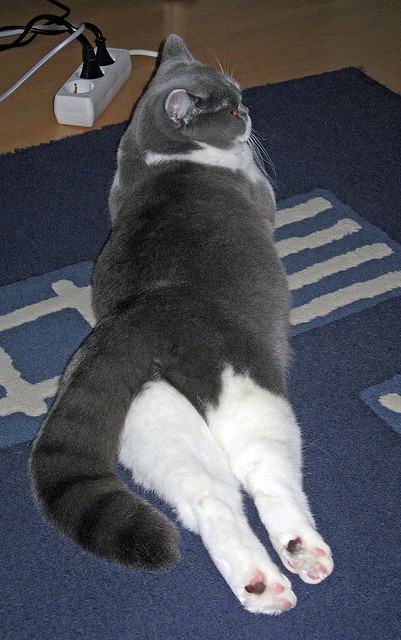 中国足球年度比赛节奏波动图表，中国足球的比赛