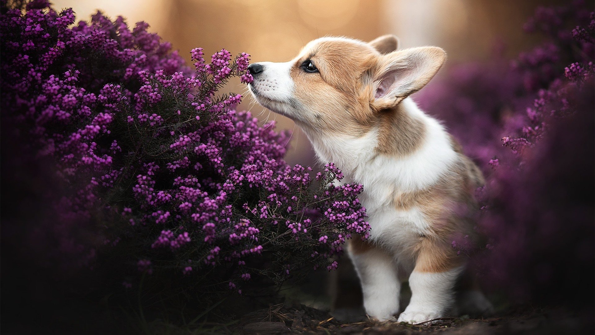 校园体育活动组织创新与实践研究,体育学院活动的创新点子