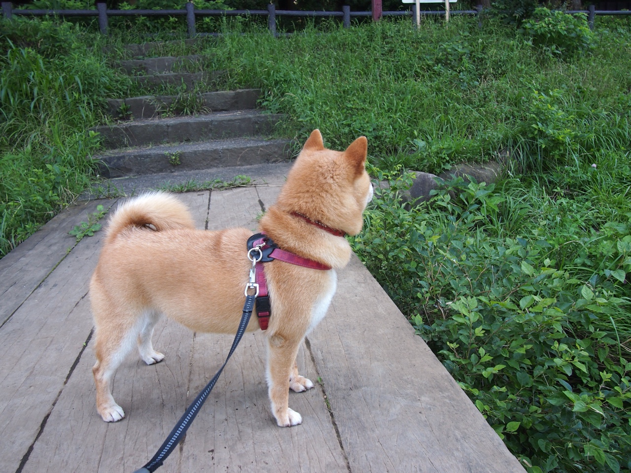 西班牙女篮在欧洲锦标赛中持续发力,争夺金牌目标坚定,西班牙女篮战绩