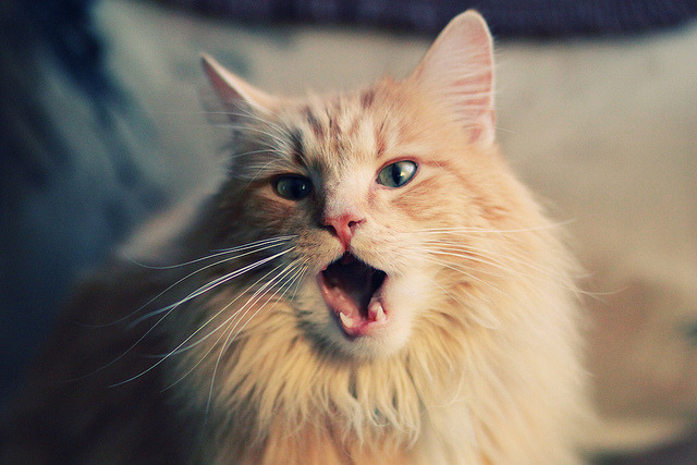 1亿转会费震撼欧冠赛场，尤文多特对决精彩纷呈，尤文转会投入