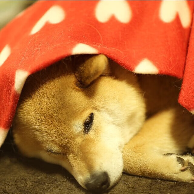 体育新闻中心关注少数民族体育活动传播价值提升,少数民族体育保护与传承