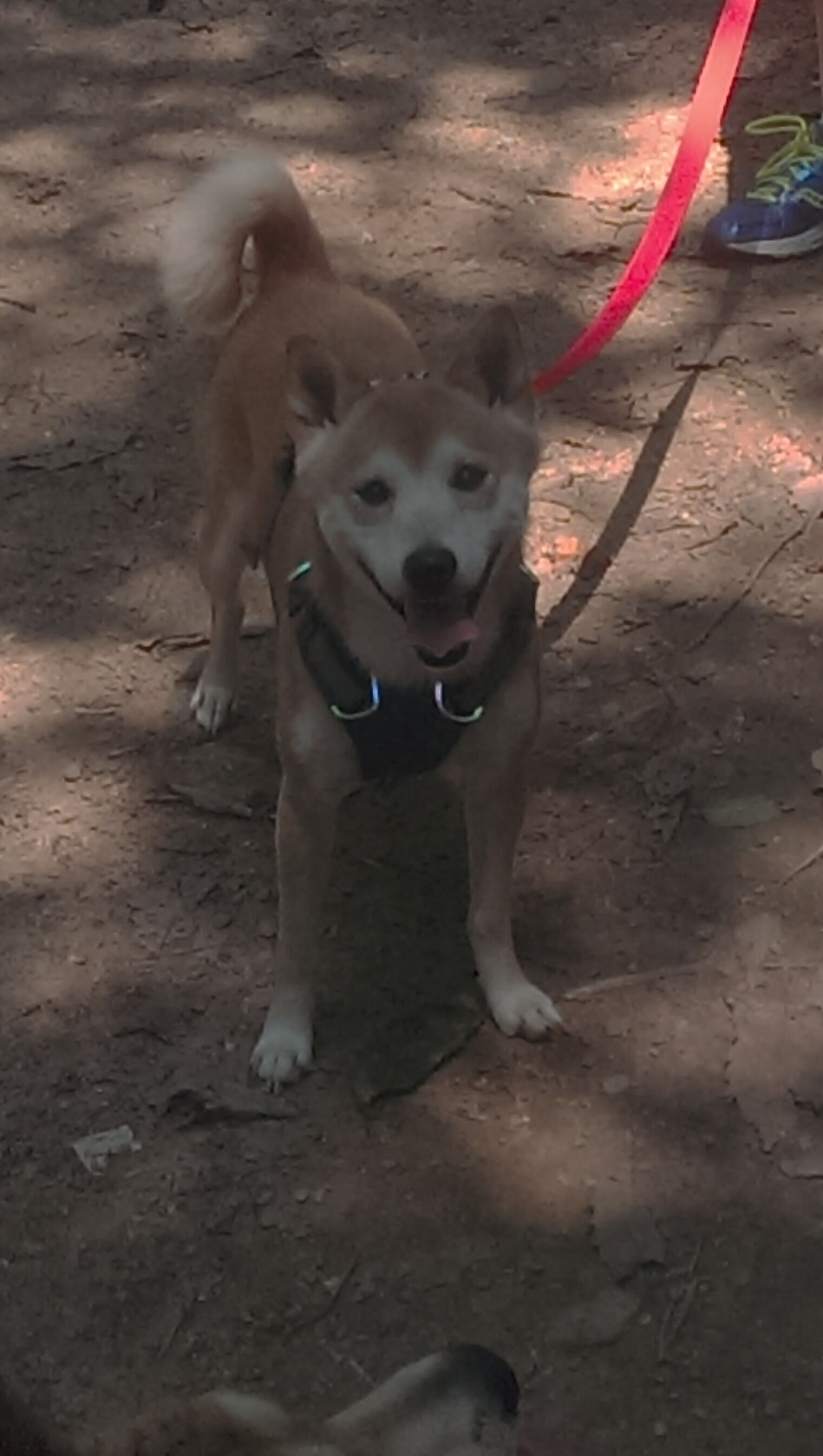 全队都好，烦恼却来了？尤文锋线现在太卷了！，尤文巅峰时期阵容